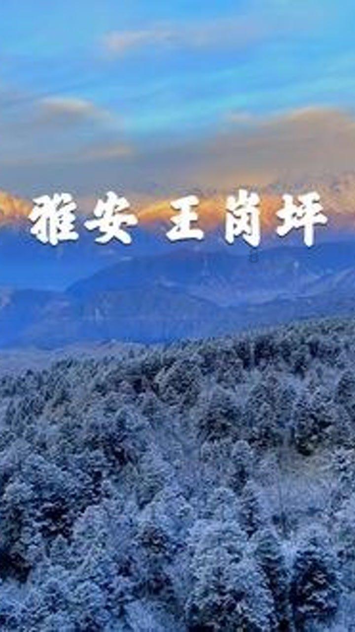 虫虫助手下载